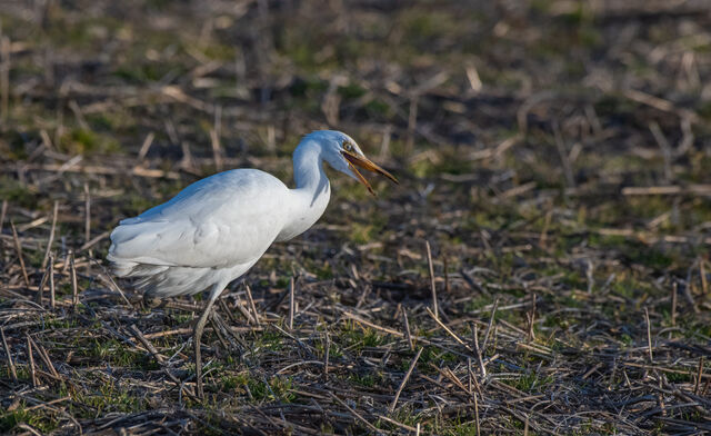 Western Cattle-Egret