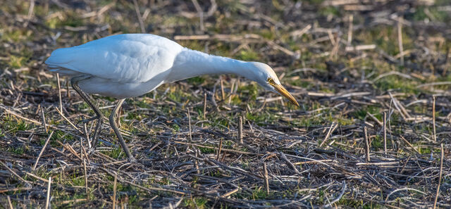 Western Cattle-Egret