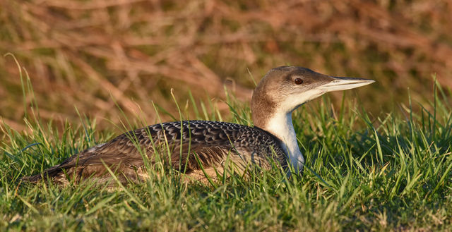 Common Loon