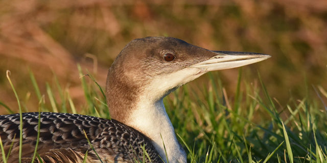 Common Loon