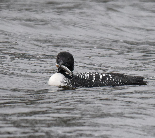 Common Loon