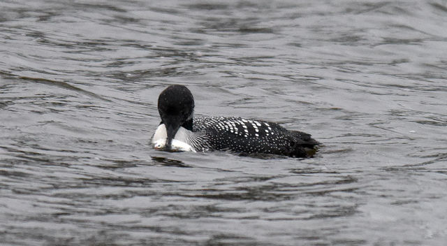 Common Loon