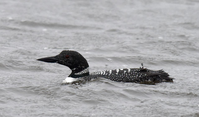 Common Loon