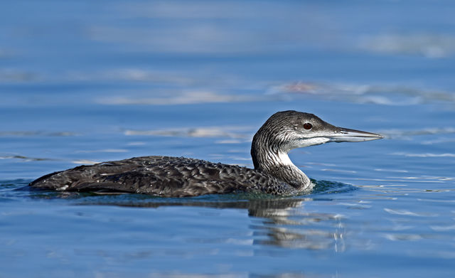 Common Loon