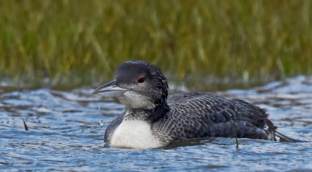 Common Loon