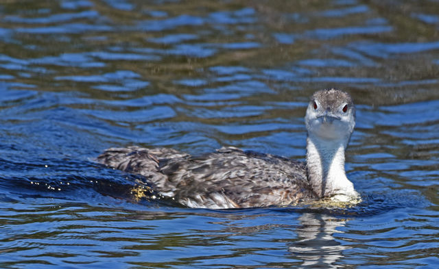 Common Loon