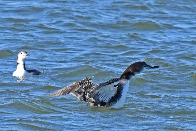 Common Loon