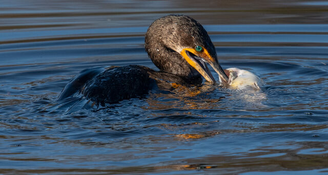 Double-crested Cormorant