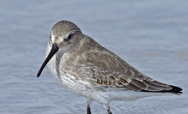 Dunlin