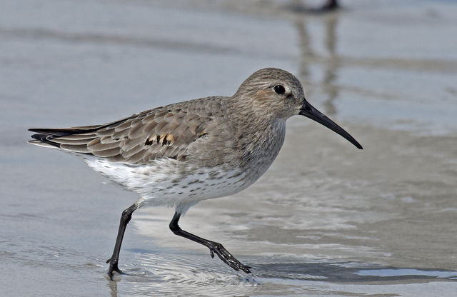 Dunlin