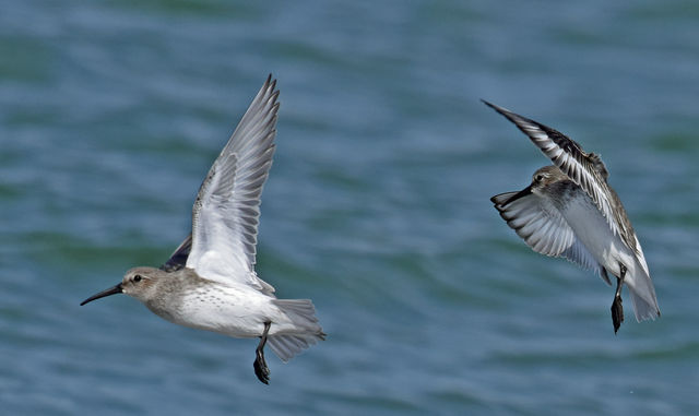Dunlin