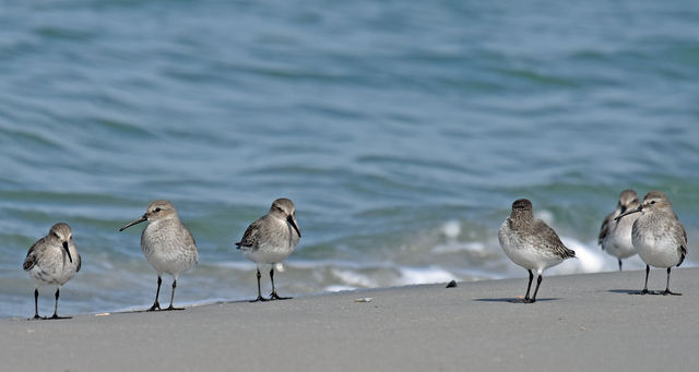 Dunlin