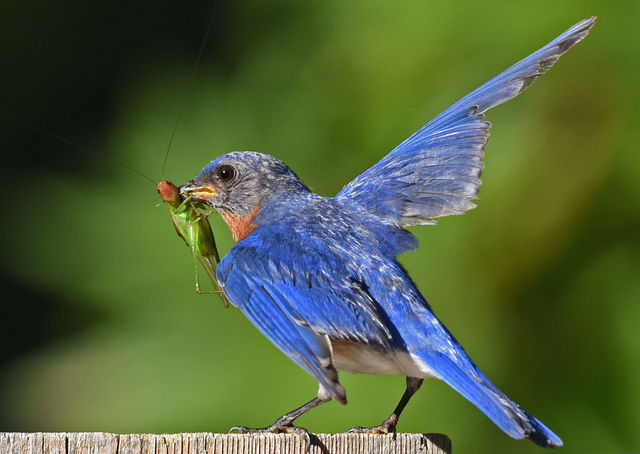 Eastern Bluebird