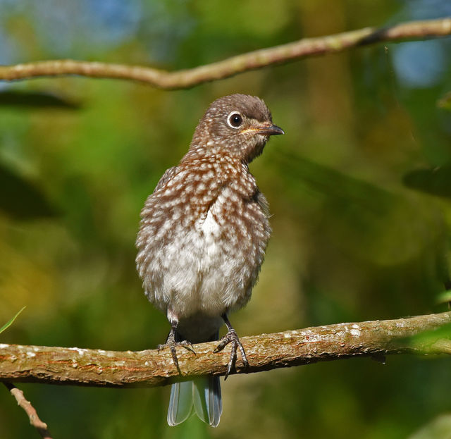 Eastern Bluebird