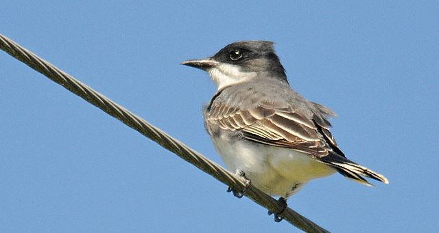 Eastern Kingbird
