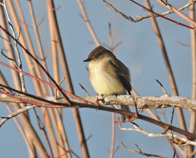 Eastern Phoebe