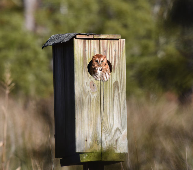 Eastern Screech-Owl