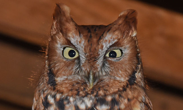 Eastern Screech-Owl