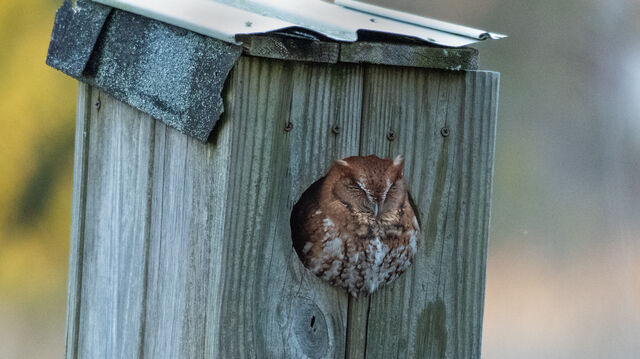 Eastern Screech-Owl