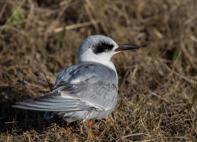 Forster's Tern