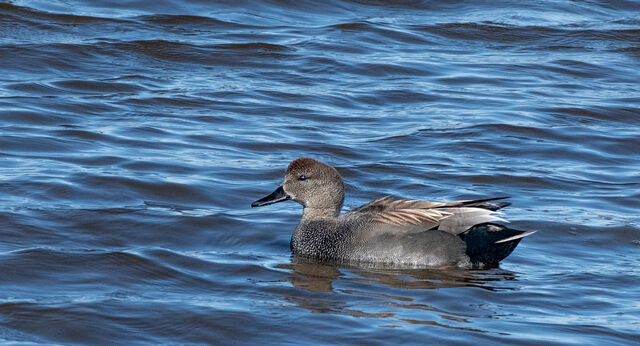Gadwall