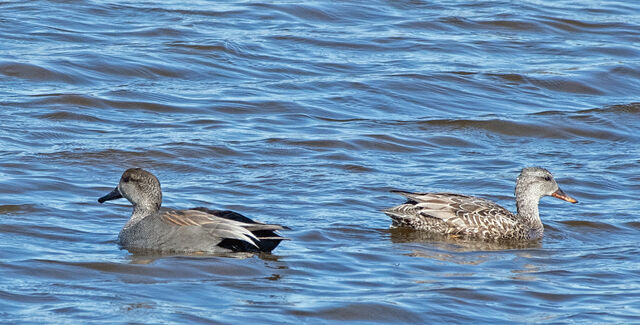 Gadwall