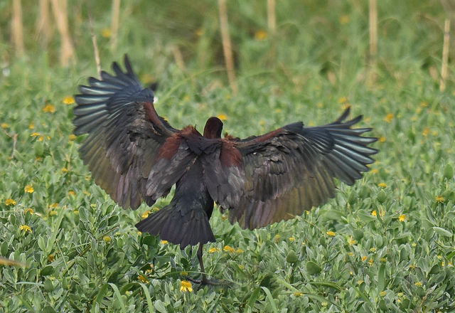 Glossy Ibis