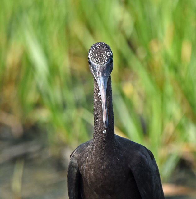 Glossy Ibis