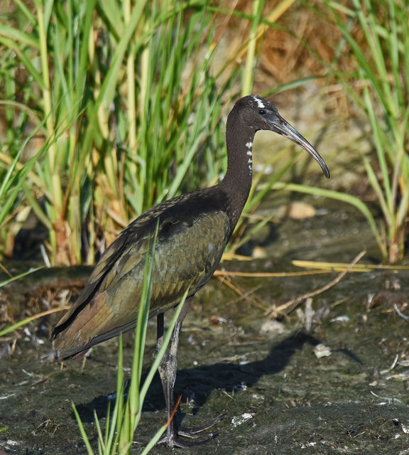 Glossy Ibis