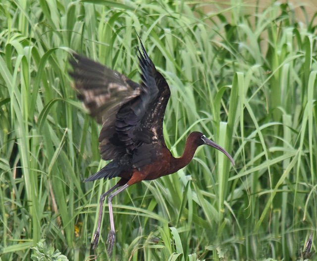 Glossy Ibis