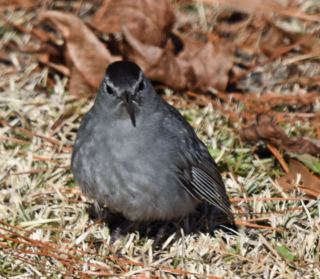 Gray Catbird