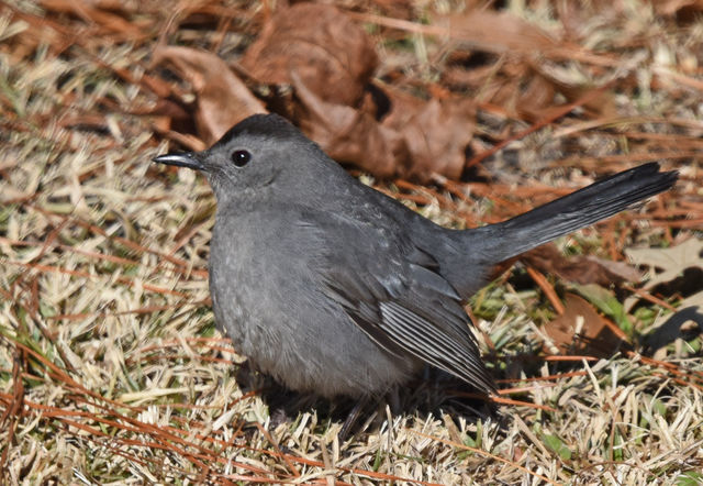 Gray Catbird