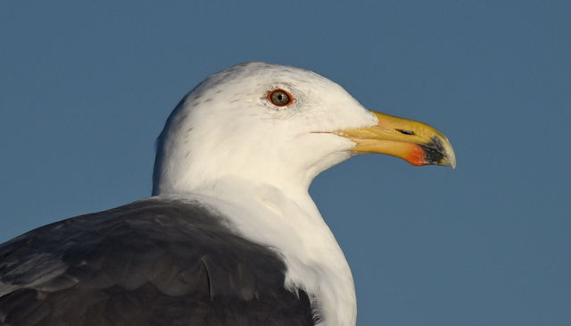 Great Black-backed Gull
