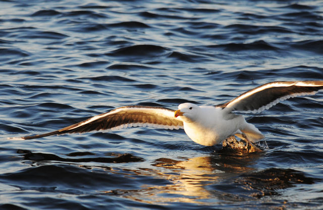 Great Black-backed Gull