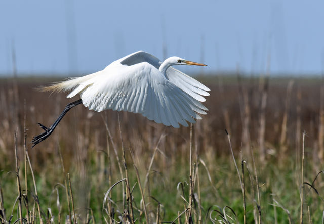 Great Egret