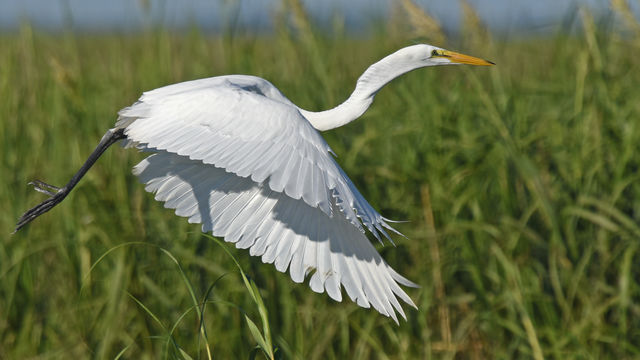 Great Egret