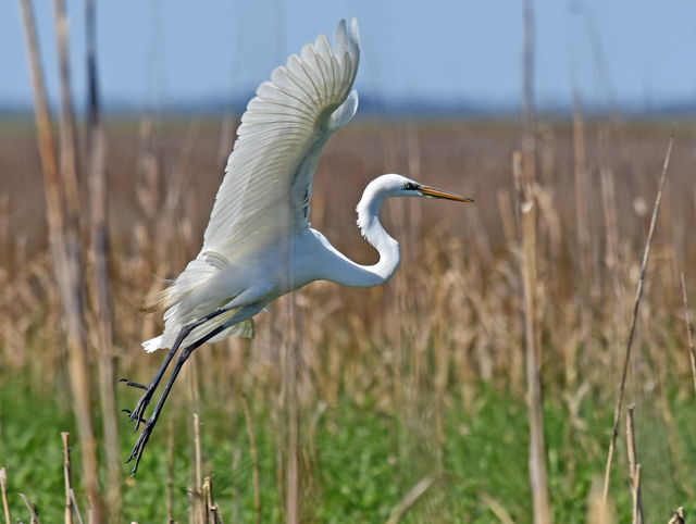 Great Egret