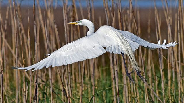 Great Egret