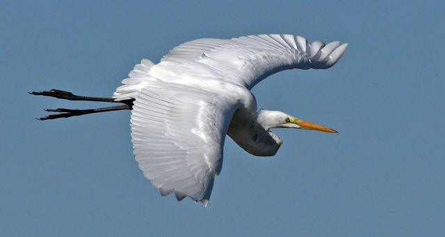 Great Egret