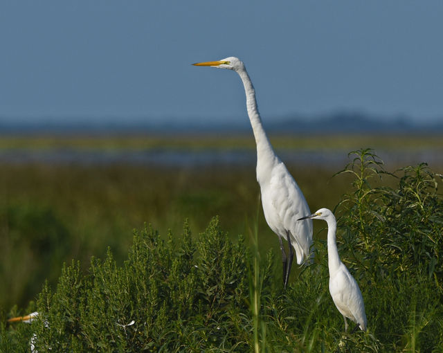 Great Egret