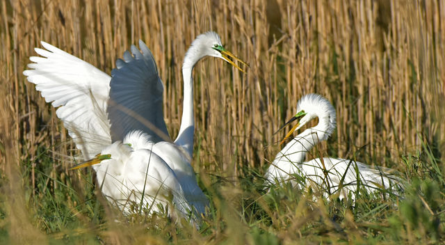 Great Egret