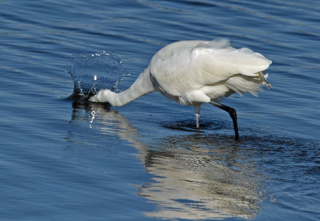Great Egret
