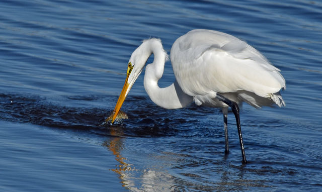 Great Egret