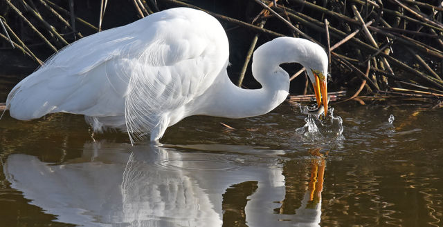 Great Egret