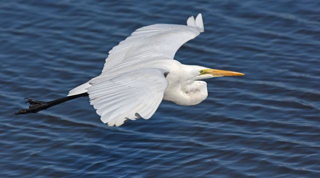 Great Egret