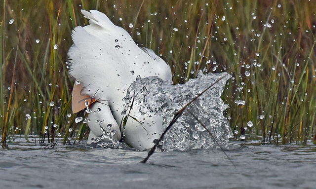 Great Egret