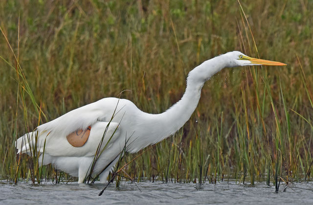 Great Egret