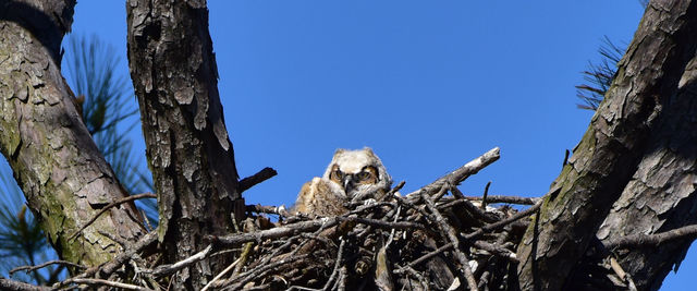 Great Horned Owl