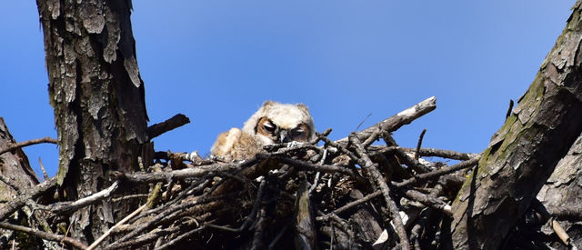 Great Horned Owl