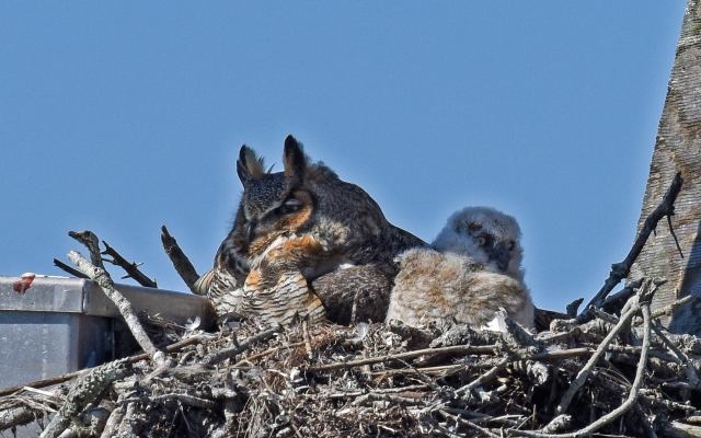 Great Horned Owl